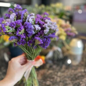 Small Limonium